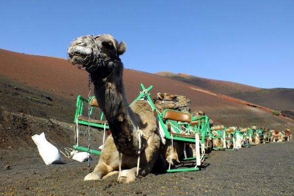 Tour Lanzarote Volcan Sur corto