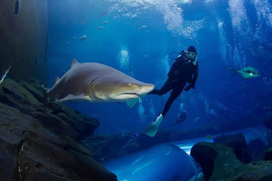 swim-with-sharks-in-lanzarote_1
