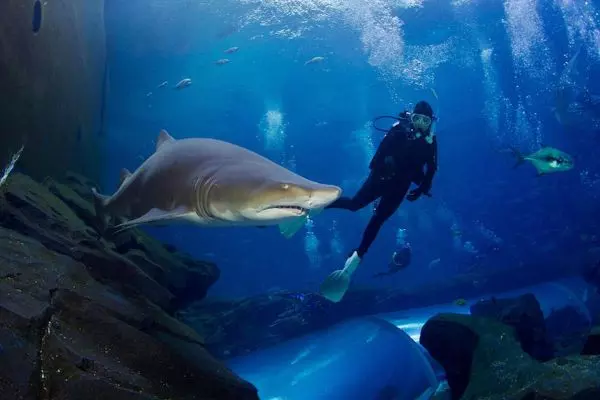 Nadar con tiburones en Lanzarote